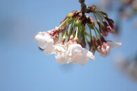 桜花束 空に浮かぶ