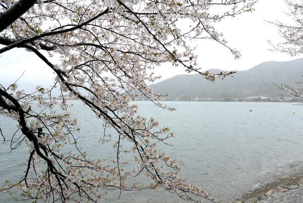 湖面の桜