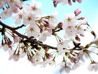 【桜】春らしく