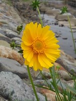 川の岸辺で咲くコスモス
