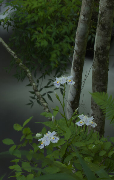 渓流に咲くシャガ