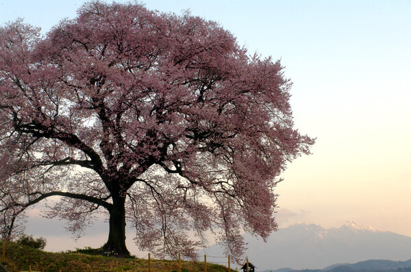 【おだやかに・・・春】魅惑の桜