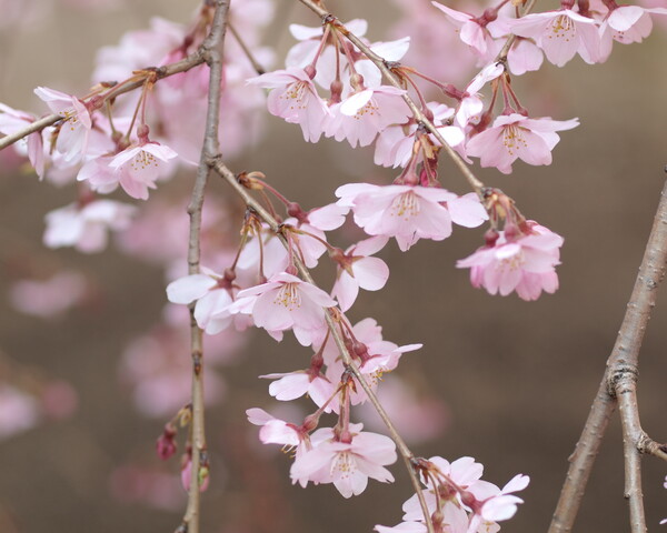【おだやかに・・・春】 六義園枝垂れ桜