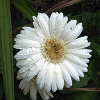 【初夏】雨の中の白い花