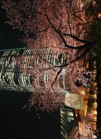 六本木ヒルズの桜
