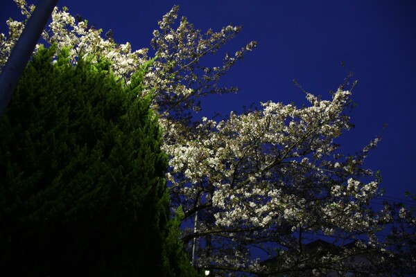 街灯の桜