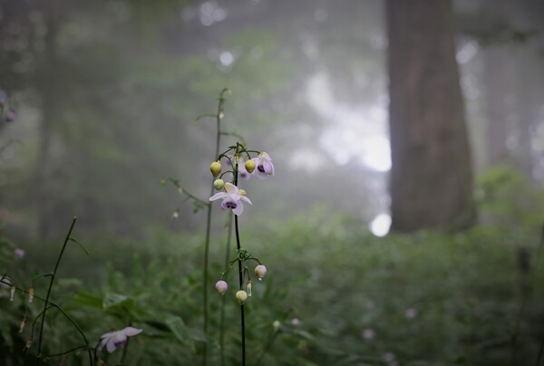 霧の森に咲く
