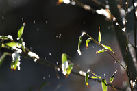 雪雨