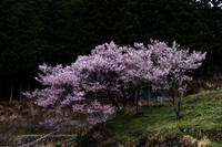 深山の春_棚田の桜