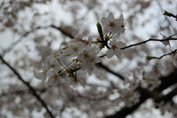 初桜撮影です。
