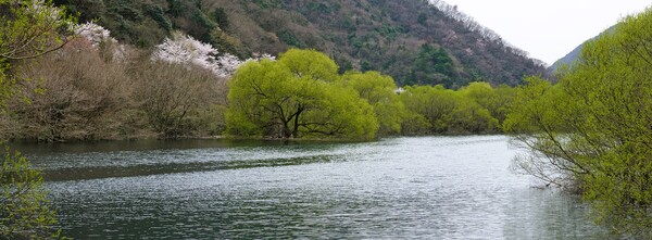 ダム湖の春