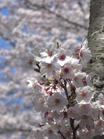 奥須磨公園の桜②