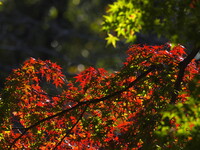 紅緑の競演(2)