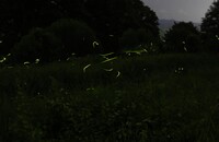 闇夜のホタル