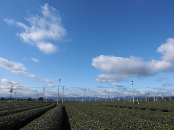 狭山茶の茶畑