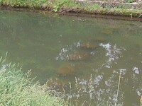 水に沈んだ飛び石