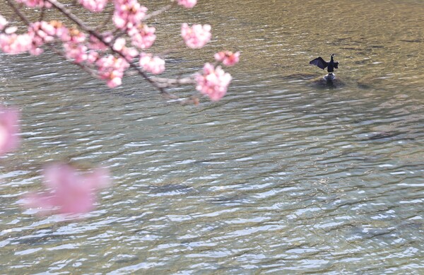 河津川のカワウ