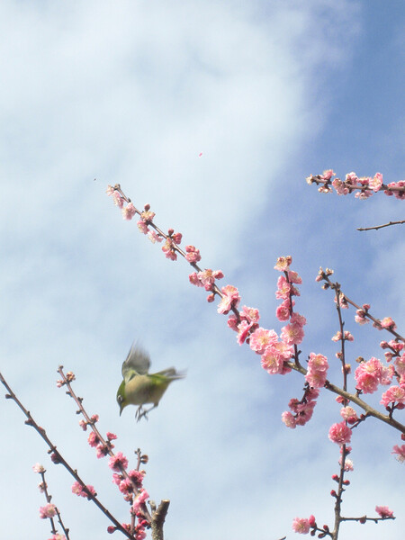 【ザ・ワールド】梅花の世界。花びら散らせてウメジロが飛ぶ