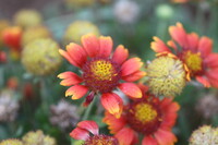 【夏】私の8月の花