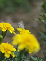 黄色い花とシジミチョウ