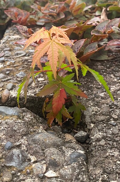 ど根性モミジ