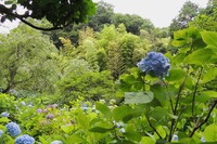 明月院の紫陽花