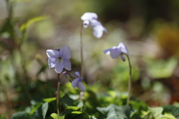 Tamron 90mm f2.8 macro 172E