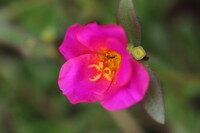 花の中の小さな蟻