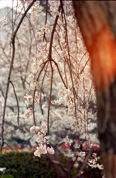 「桜」陽が射す