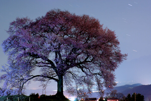 美麗夜【桜】