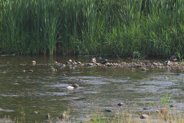 シロチドリが割り込んできた朝の蒲生川