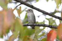 初見の鳥　コサメビタキ