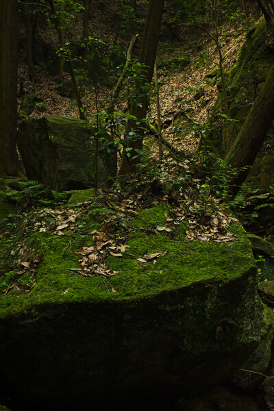 里（岩）山の岩盆樹