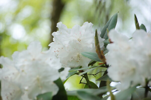 白石楠花