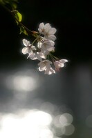 弘前の桜　２