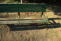 【花】日だまりのベンチにすわる時