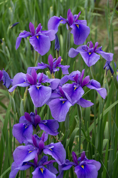 花菖蒲