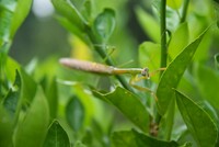 スダチの中でお食事?