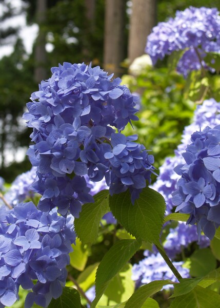 京都の紫陽花