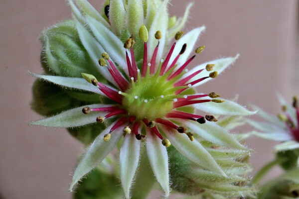 センペルビウム　花