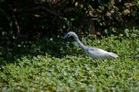 Little Blue Heron （ヒメアカクロサギ）