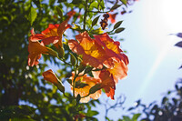 秋の日のノウゼンカズラ