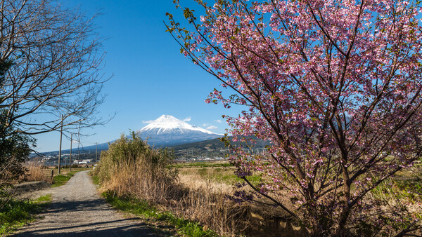 【花のある風景】富士市中里