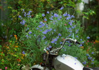 花束とバイク