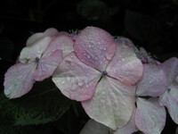 静かな雨の桃色紫陽花