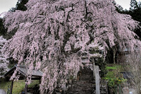 【桜】森山神社のしだれ桜