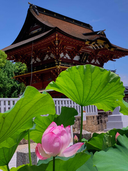 八幡宮のハス
