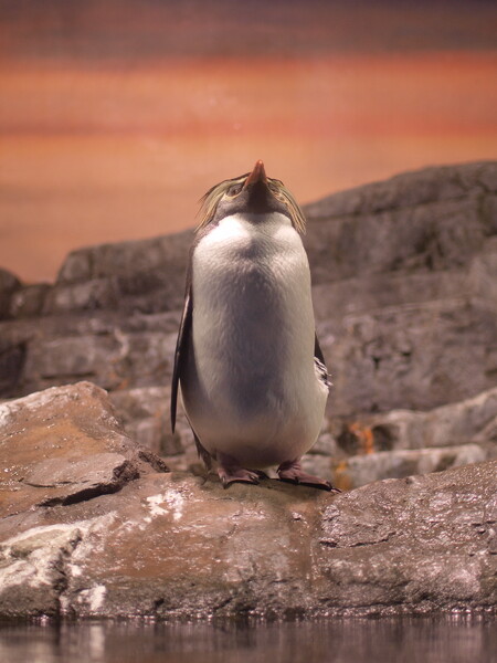 オペラ座のペンギン