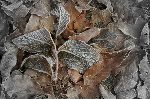 絵画のように霜の枯れ葉