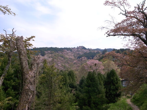 桜の名所：吉野山（奈良県）